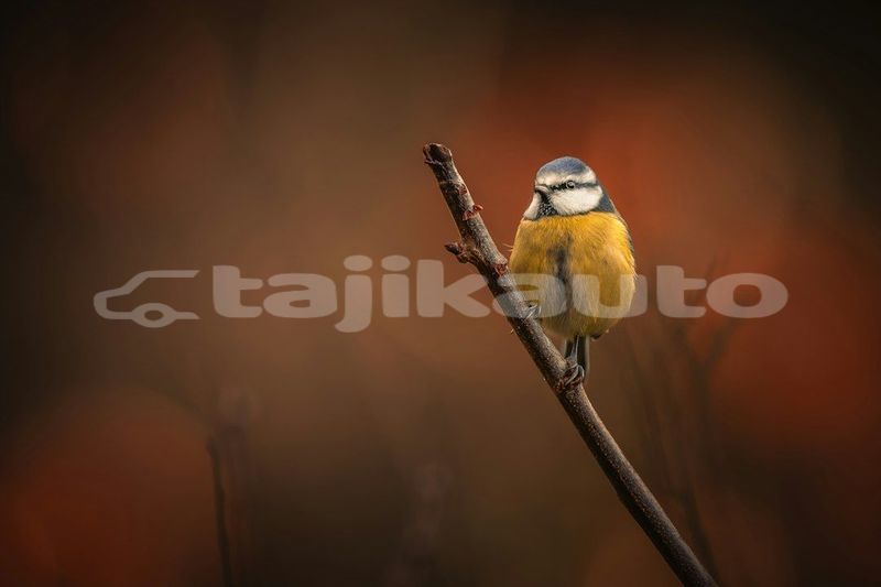 Big with watermark image