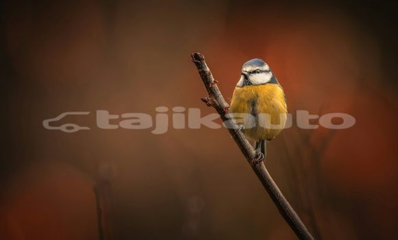 Medium with watermark image
