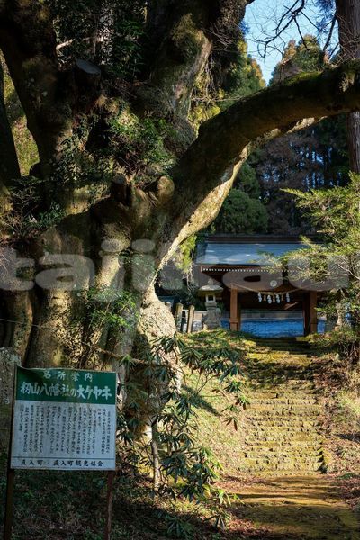 Big with watermark image