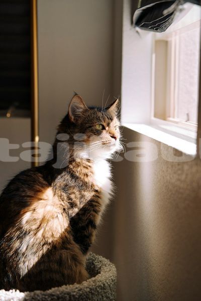Big with watermark image