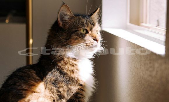 Medium with watermark image