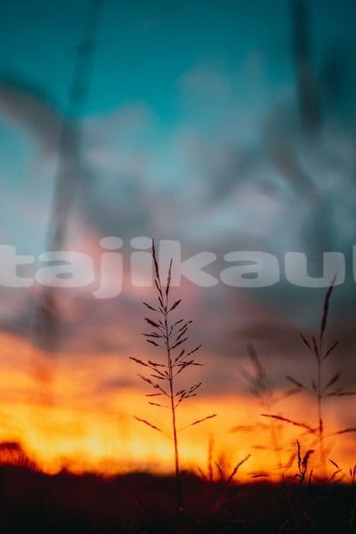 Big with watermark image