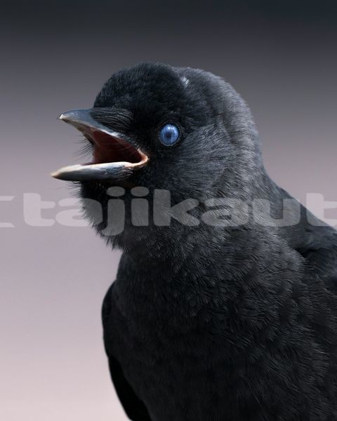 Big with watermark image