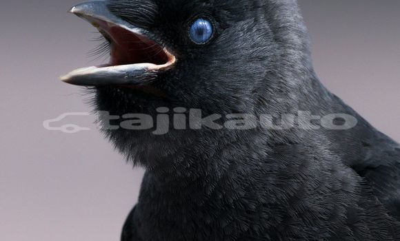 Medium with watermark image