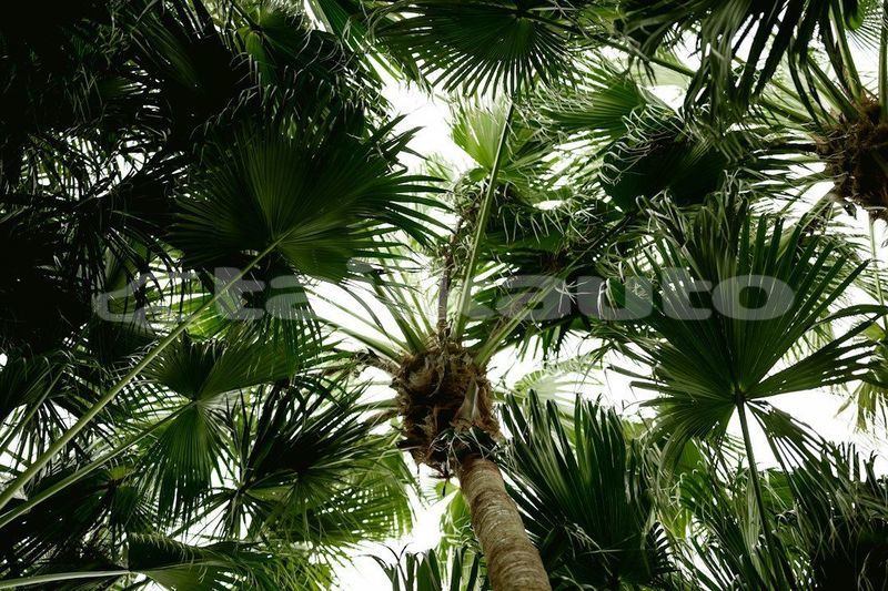 Big with watermark image