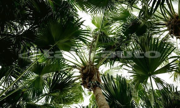 Medium with watermark image