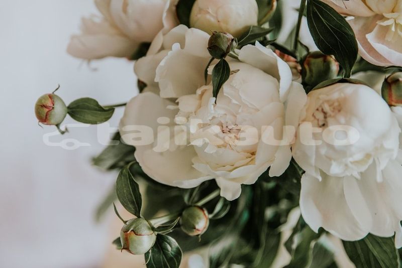 Big with watermark image