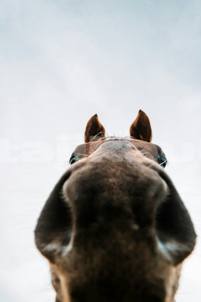 Big with watermark image