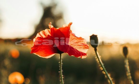 Medium with watermark image