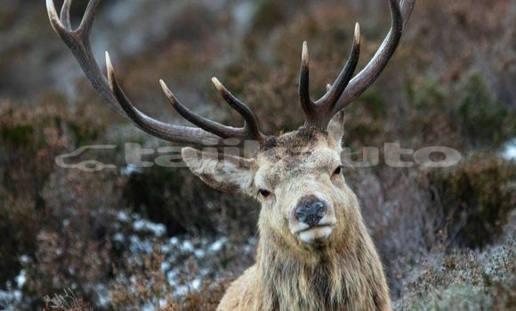 Medium with watermark image