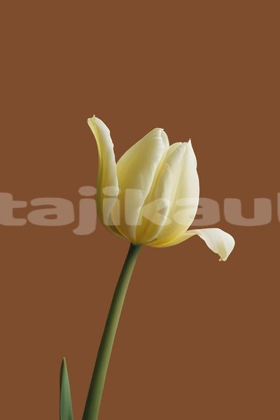 Big with watermark image