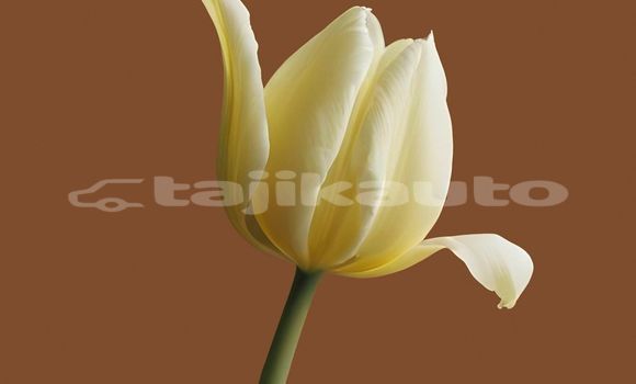 Medium with watermark image