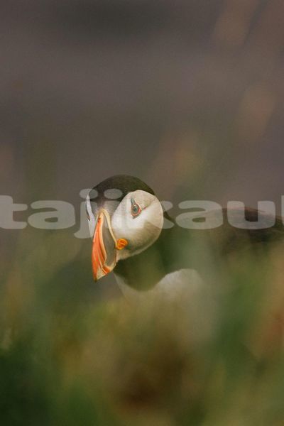 Big with watermark image