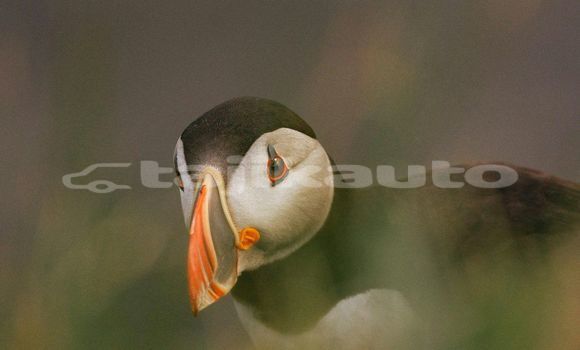 Medium with watermark image