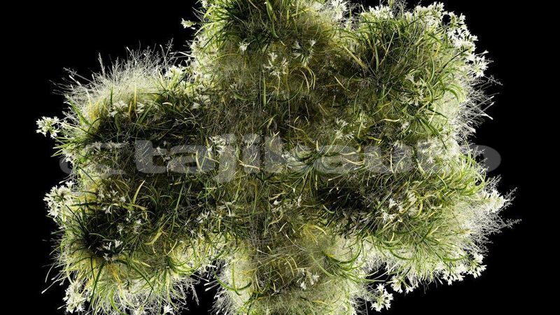 Big with watermark image