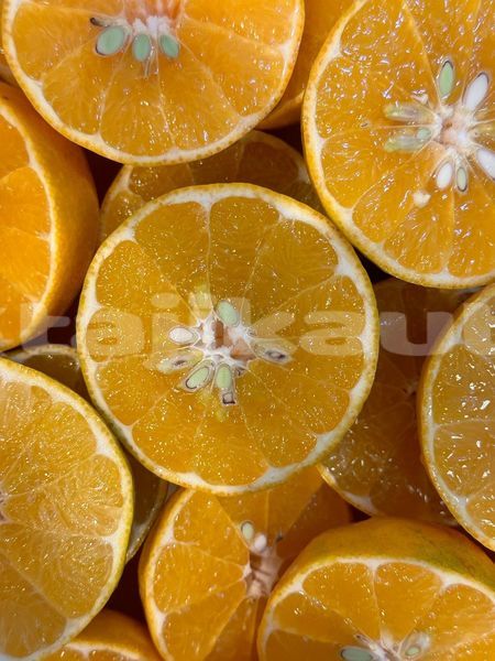 Big with watermark image