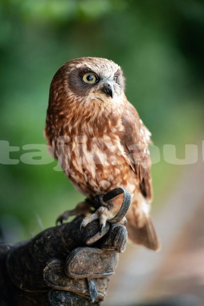 Big with watermark image