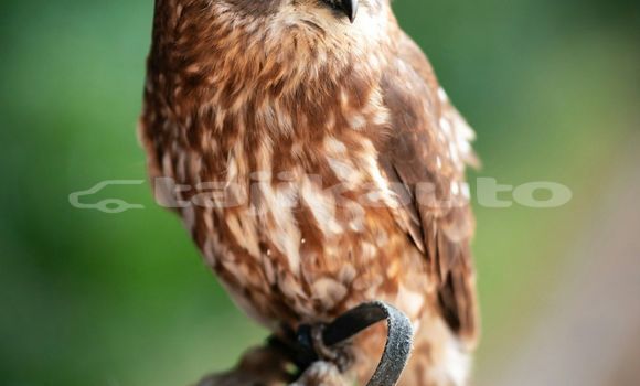 Medium with watermark image