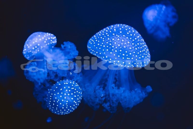 Big with watermark image