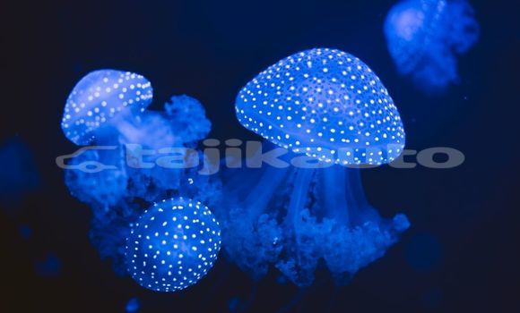 Medium with watermark image