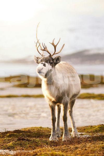 Big with watermark image