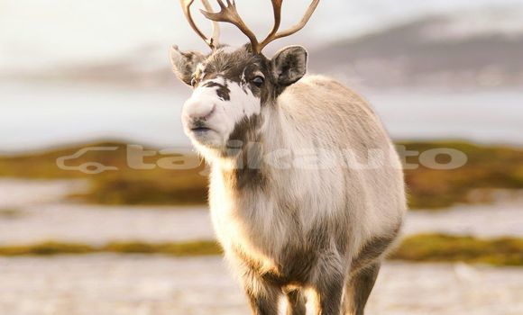Medium with watermark image