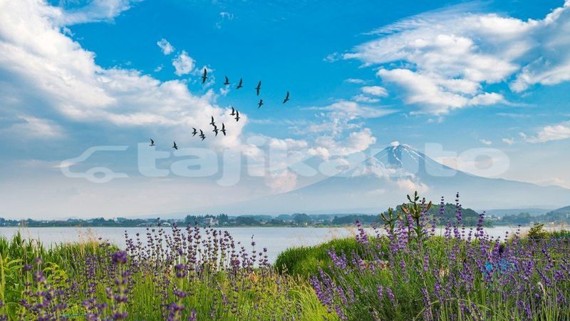 Big with watermark image