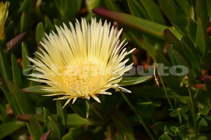 Big with watermark image