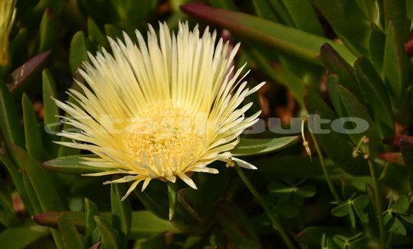 Medium with watermark image