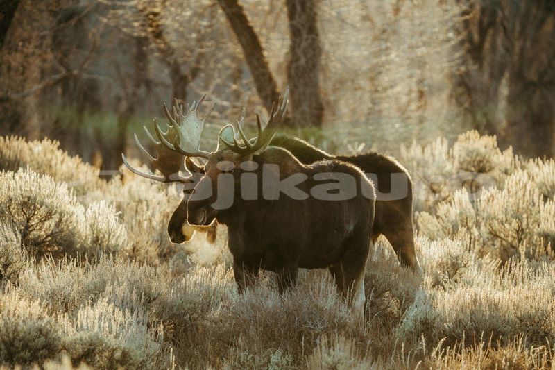 Big with watermark image