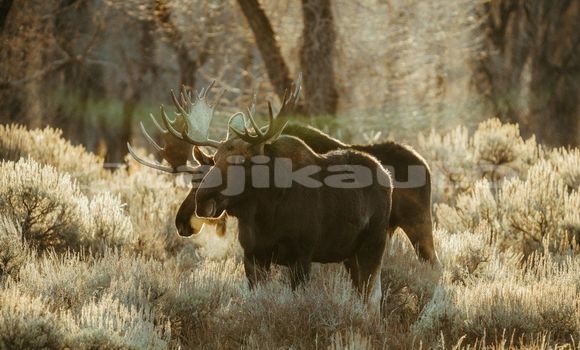 Medium with watermark image