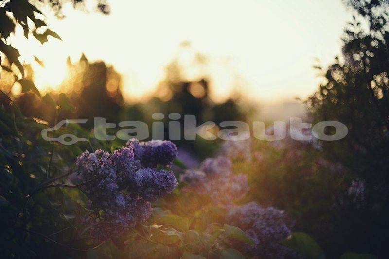 Big with watermark image