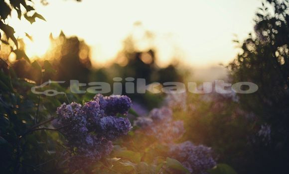 Medium with watermark image