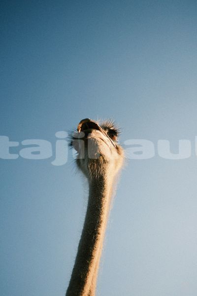 Big with watermark image