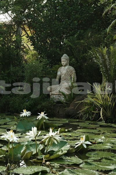Big with watermark image