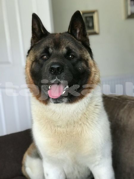 Big with watermark image