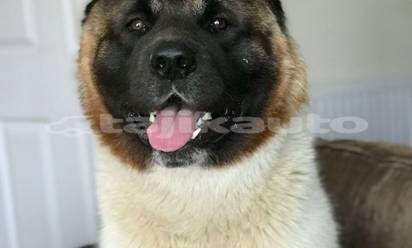 Medium with watermark image