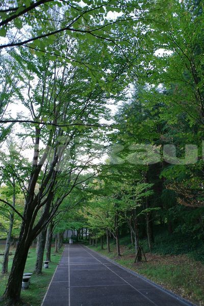 Big with watermark image
