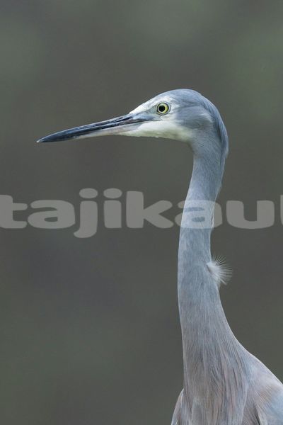 Big with watermark image