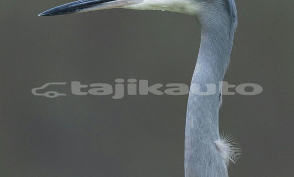 Medium with watermark image