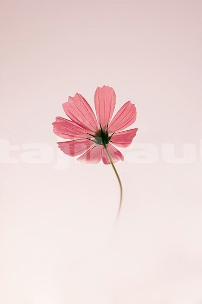 Big with watermark image