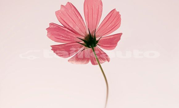 Medium with watermark image