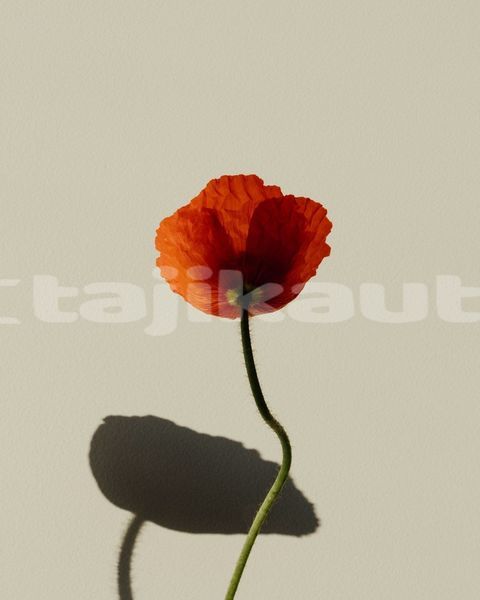 Big with watermark image