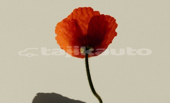 Medium with watermark image