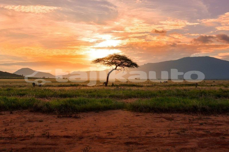 Big with watermark image