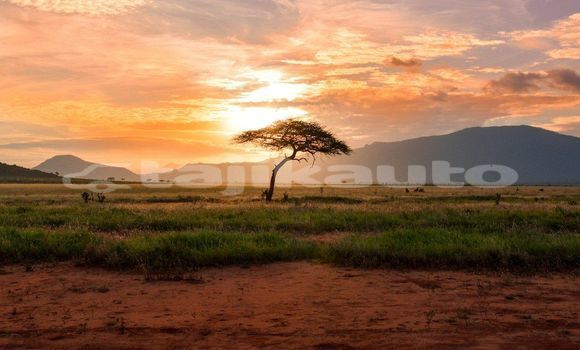Medium with watermark image