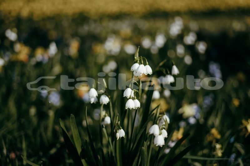Big with watermark image