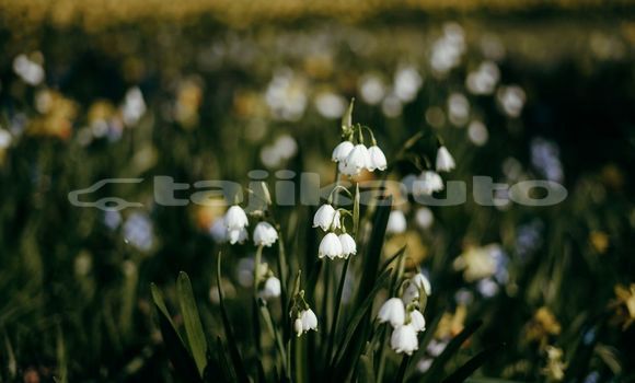 Medium with watermark image