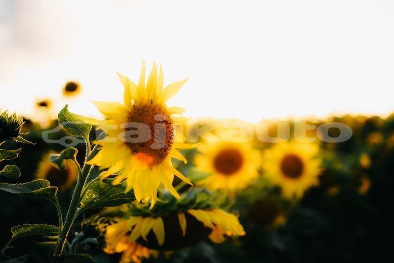 Big with watermark image