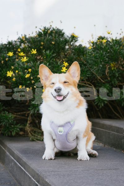 Big with watermark image